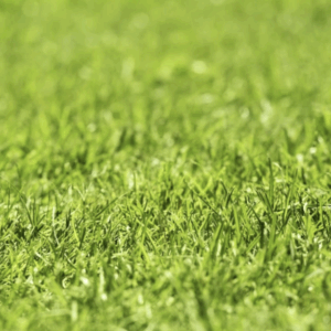 Custom Seed - Central Oregon Best Blend