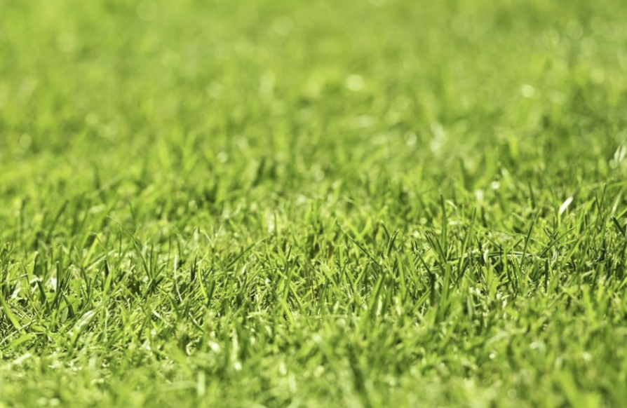 Custom Seed - Central Oregon Best Blend