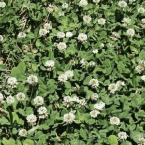 White Dutch Clover Seed