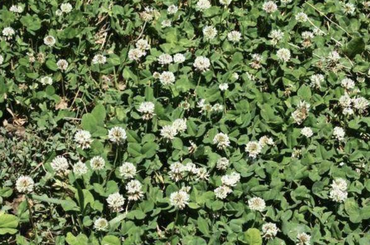 White Dutch Clover Seed