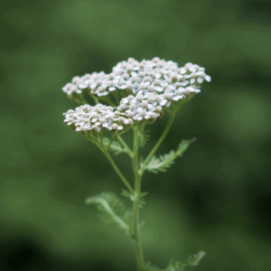 White Yarrow  Seed