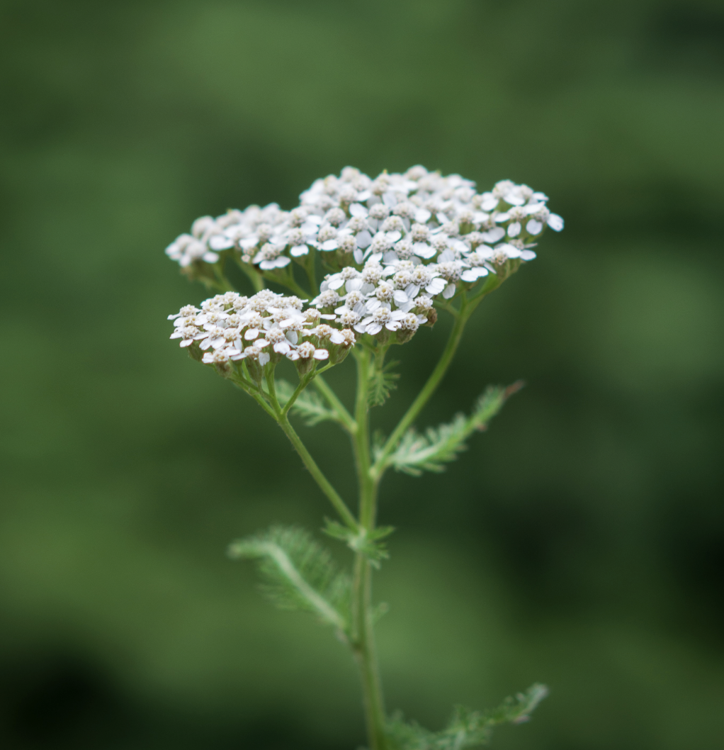 White Yarrow Seed