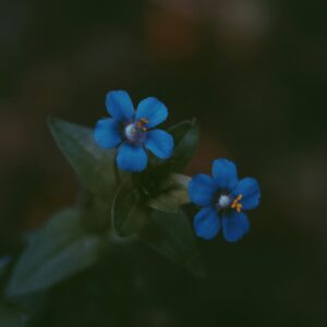 Beautiful close-up of two blue wildflowers with delicate petals surrounded by greenery.