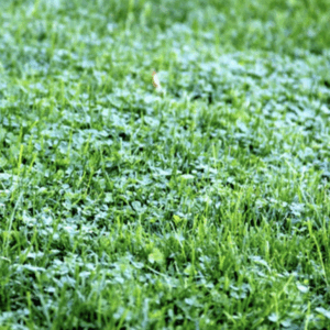 Central Oregon Best Blend Micro-Lawn mix