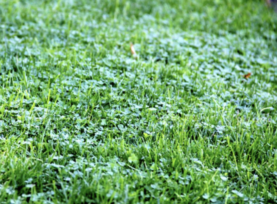 Central Oregon Best Blend Micro-Lawn mix