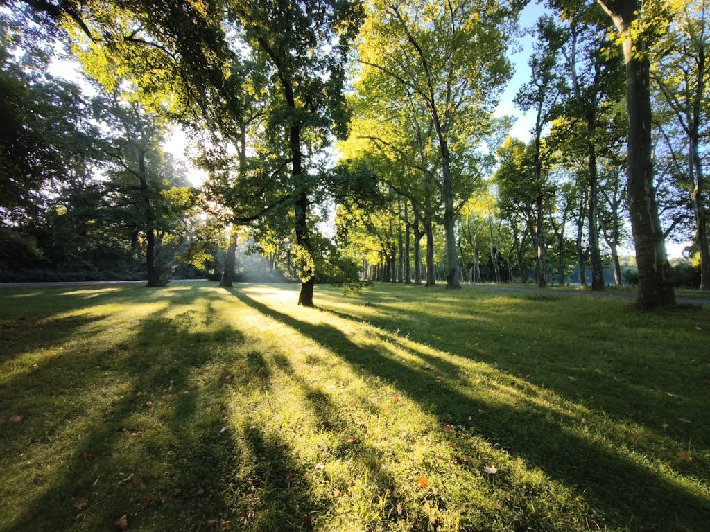 Peaceful morning in a sunlit park with long tree shadows casting on green grass.